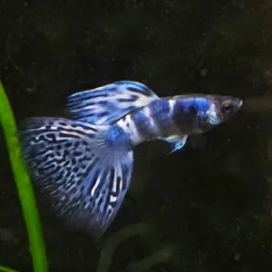 Purple Tiger Cobra Guppy