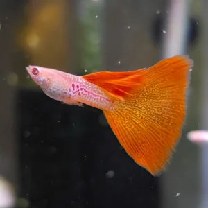 Albino Red Lace Guppy