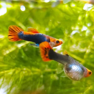 Koi Tuxedo Guppy