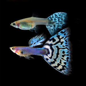 Singa Blue Mosaic Guppy