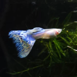 Albino Japan Blue Mosaic Guppy