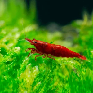 Bloody Mary Neocaridina