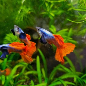 Platinum Red Tail Dumbo Ear Guppy