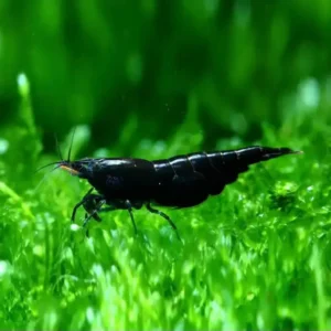 Black Rose Neocaridina