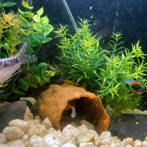 Pleco Fish Cave