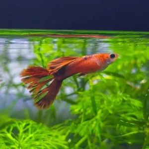 Red Crowntail Guppy