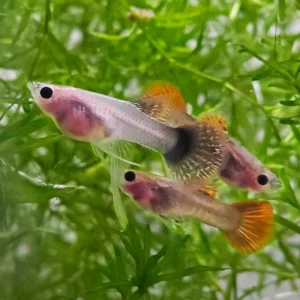 Red Dragon Glass Belly Ribbon Guppy