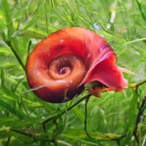 Red Ramshorn Snail