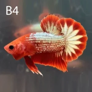 Half Moon Plakat Betta (HMPK)