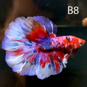 Over Half Moon Betta (OHM)