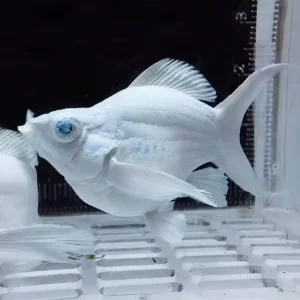 Platinum Balloon Lyretail Blue Eye Molly
