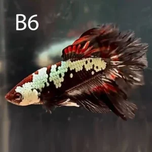 Samurai Dragonscale Betta (SD)