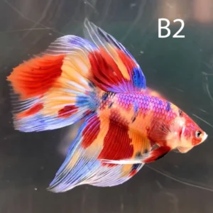Veil Tail Betta (VT)