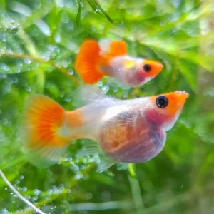 Blonde Koi Glass Belly Guppy
