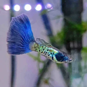 Galaxy Blue Tail Guppy